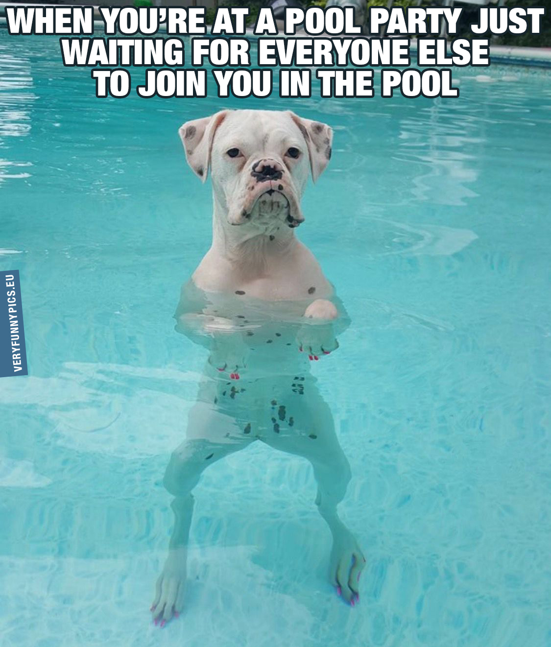 Grumpy dog in a pool