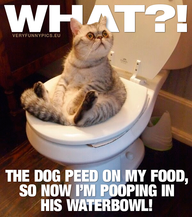 Cat sitting on toilet