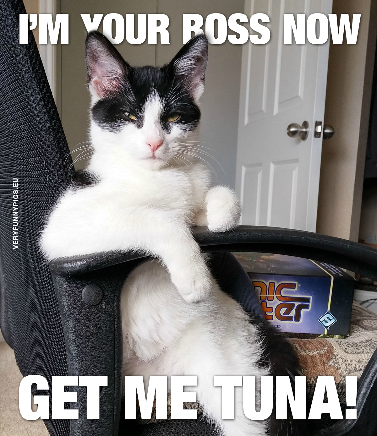 Boss cat in office chair