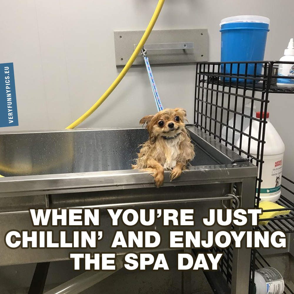 Smiling dog in bath