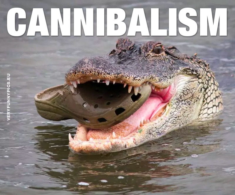 Crocodile with croc sandal in mouth