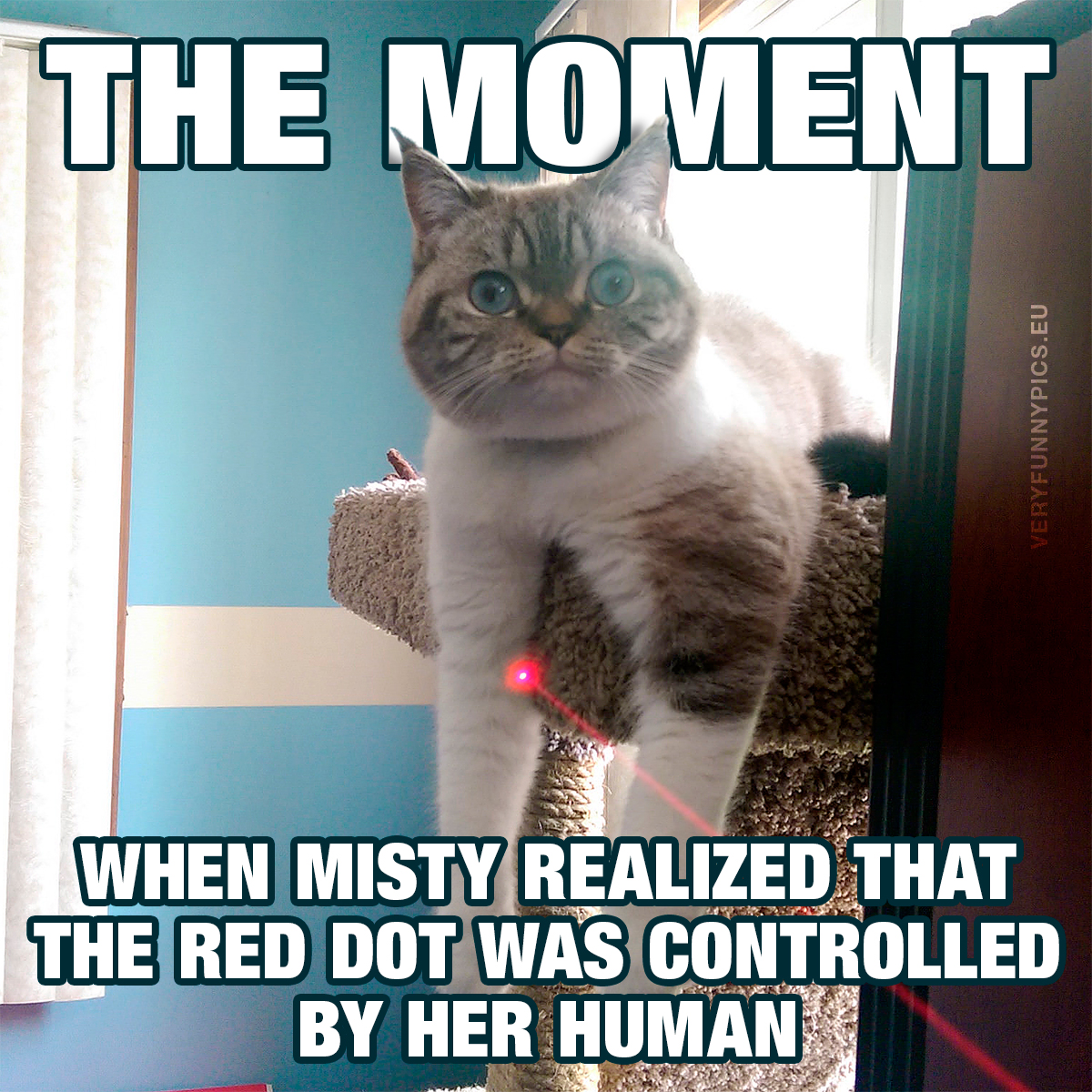 Cat with red laser dot