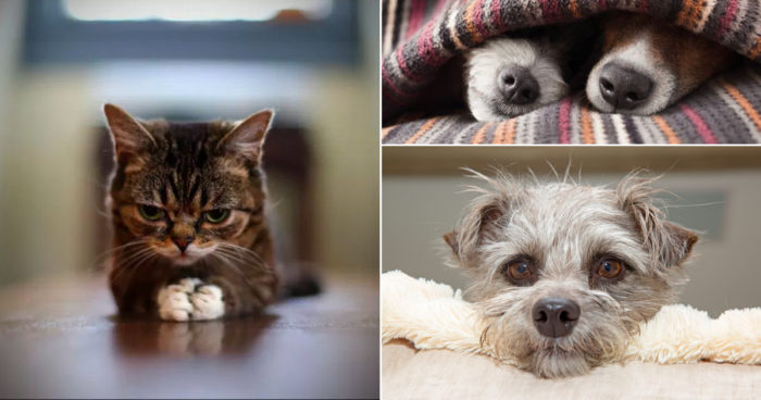 What could be better than funny pictures with cute dogs and cats? Nothing, according to us!