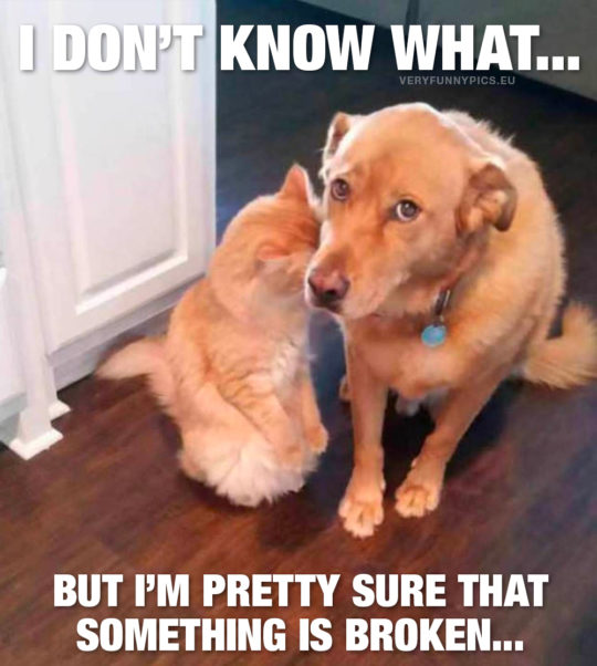 Ten funny animal pictures that you probably can relate to! - Very Funny ...