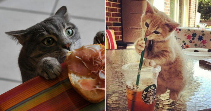 Twenty-five pictures to prove that cats are master thieves