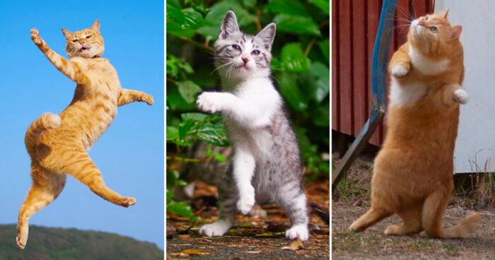 Twenty funny pictures to prove that cats are masters of dance!