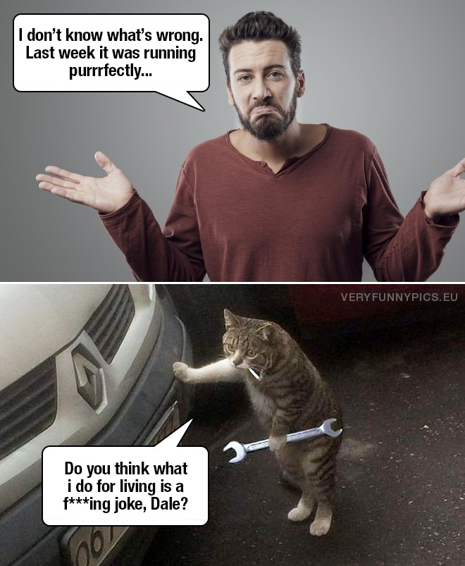 Cat as a car mechanic