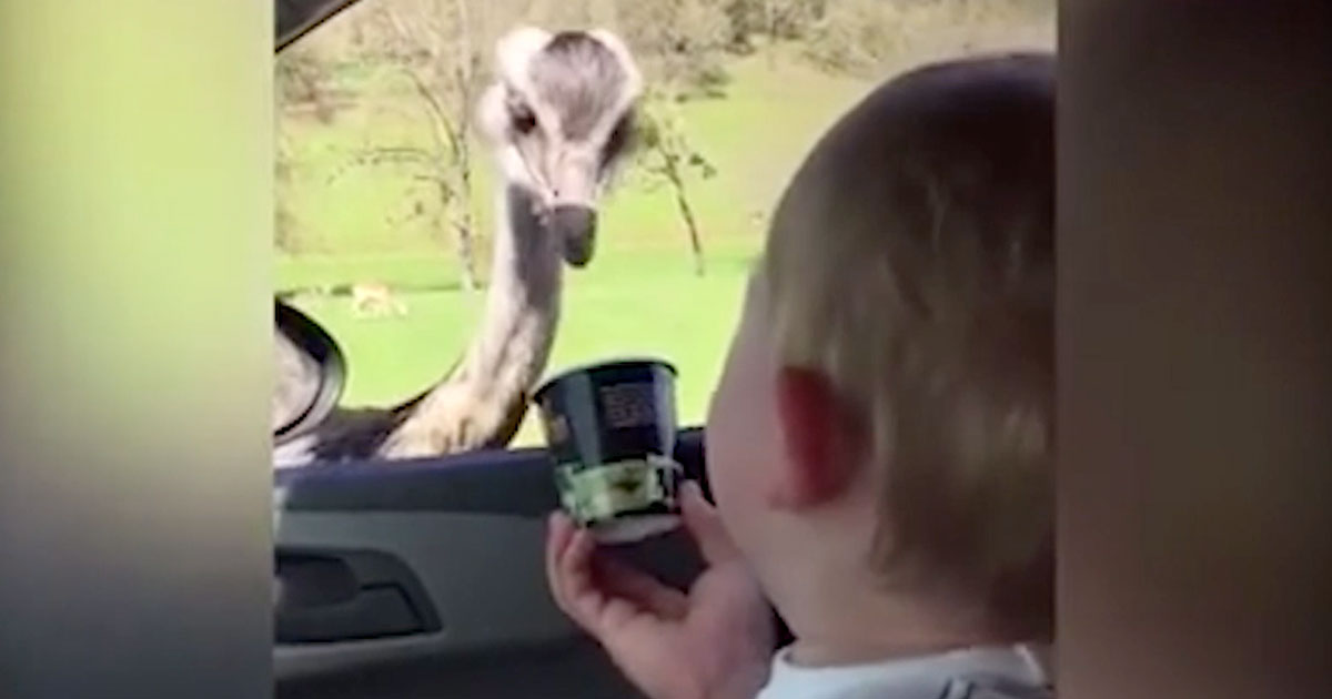 Baby meets ostrich for the first time