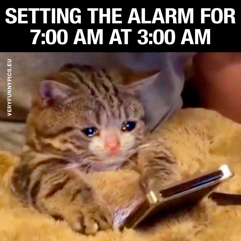 Cat setting the alarm on a phone