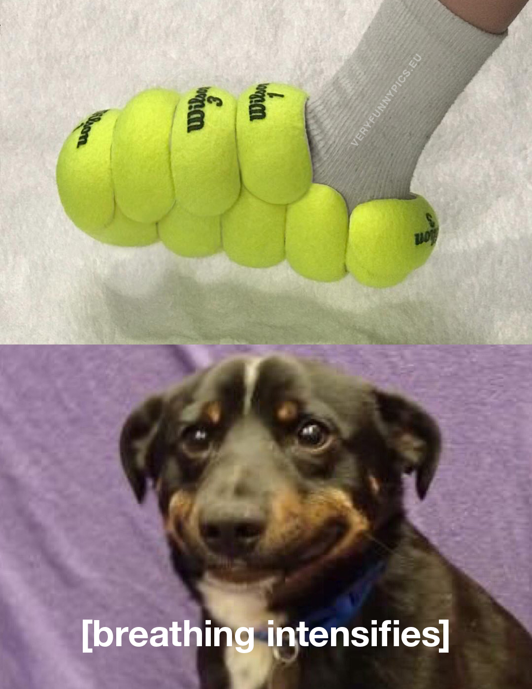 Dog sees tennis ball shoe