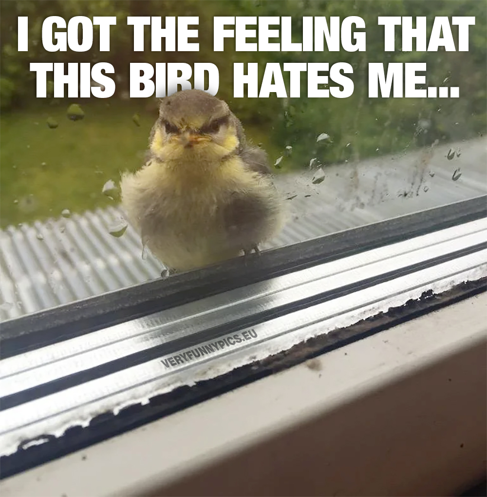 Angry bird outside window looking in