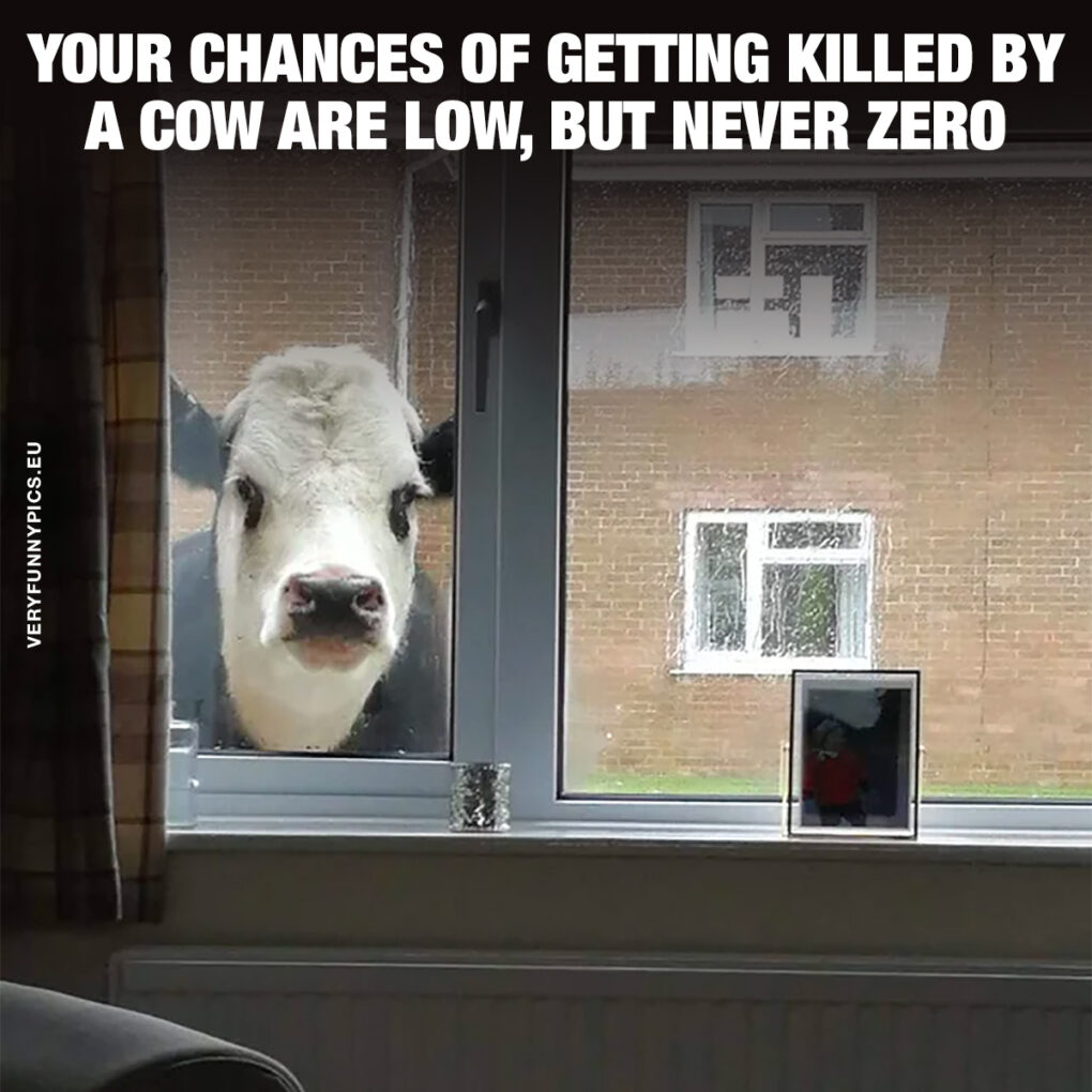 [Image: funny-pictures-cow-looking-in-through-wi...0x1020.jpg]
