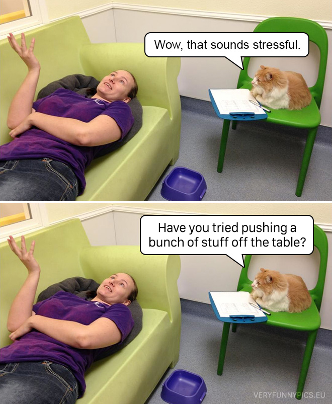 Cat working as a psychologist