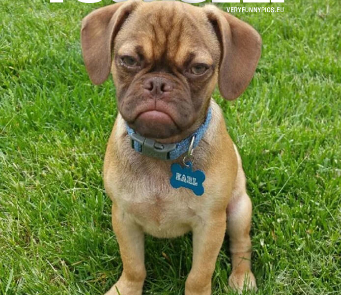 Grumpy dog saying: Go fetch it yourself