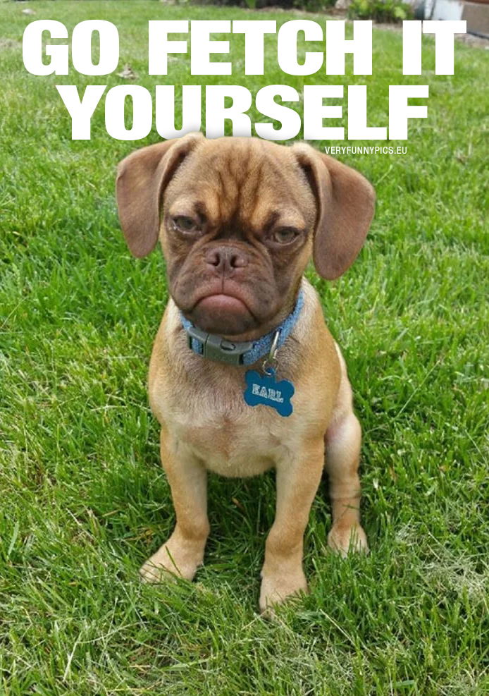 Grumpy dog saying: Go fetch it yourself