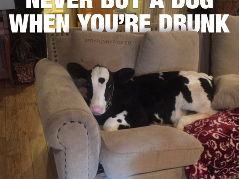 Funny picture with a cow on a couch - Never buy a dog when you're drunk